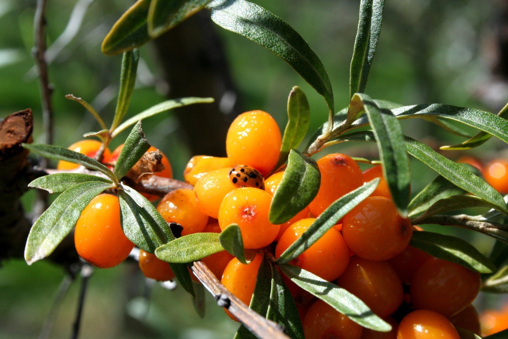 Culture d'Arnica en montagne